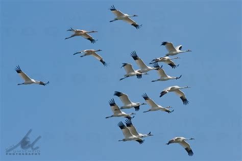 Rare Whooping Crane Photo « Whooping Crane Conservation Association