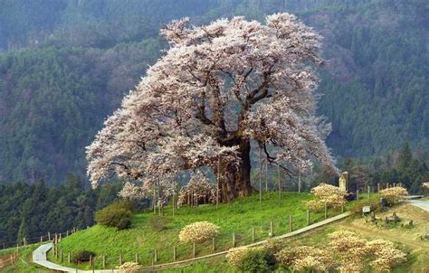 Top Cherry Blossom Spots in Okayama - The Wadas On Duty