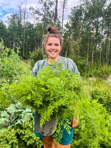 13 Best Carrot Companion Plants (And Some To Avoid!) | Boreal Bloom Homestead