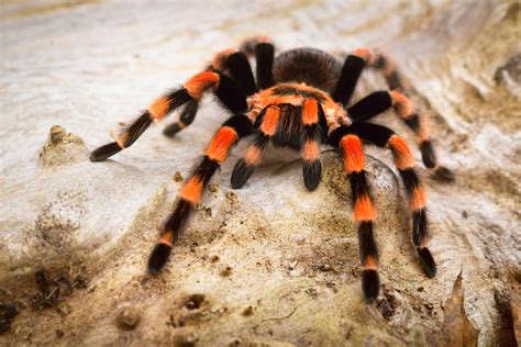 Tarantula’s Pervasiveness Traced Back to the Cretaceous Period