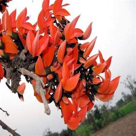 Buy Palash, Butea Monosperma Seeds (1Kg) online at plantsguru.com