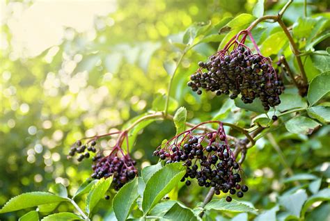 Harvesting Elderberries - How to Harvest and Cook Elderberries