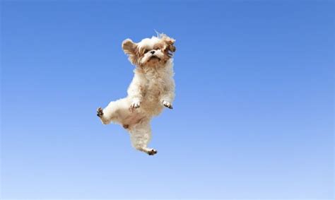 Jumping Puppy Dog