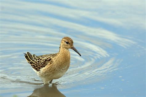 Female Ruff | Taken last year at Slimbridge. | watch_the_birdy | Flickr