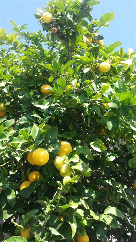 Our Eureka lemon tree produces year round. We use the juice in beverages (lemonade and lemon ...