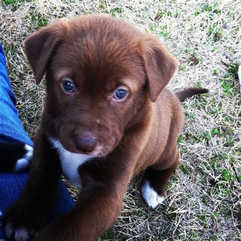 Chocolate Lab Golden Retriever Mix Puppies - golden retriever chocolate ...