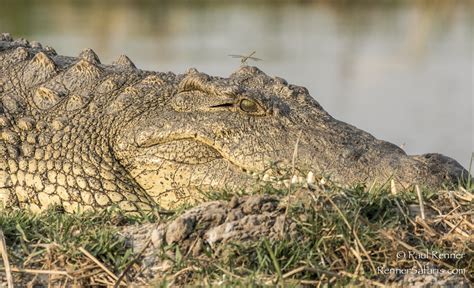 Crocodile and Cayman Photo Gallery - Renner Safaris LLC