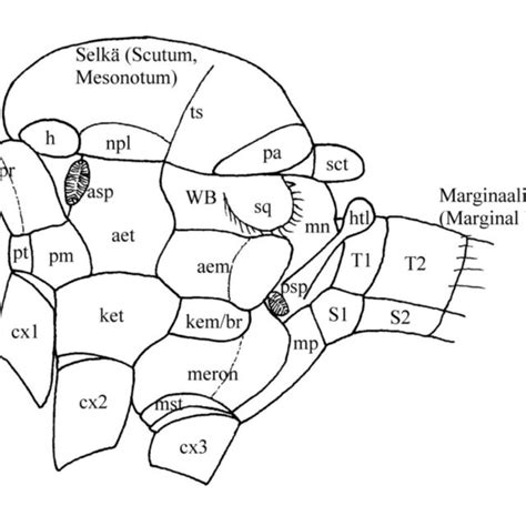 Thorax from above showing the features of the scutum. | Download ...