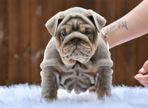 Lilac English bulldog puppy | Bulldog, Bulldog puppies, English bulldog