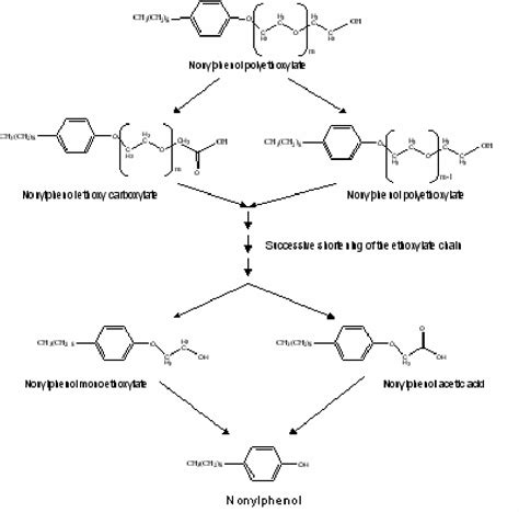 Proposed microbial biodegradation pathway of nonylphenol . | Download ...