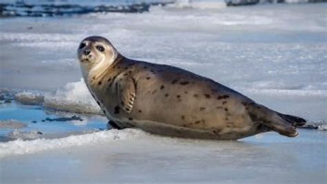 Harbor Seal Facts For Kids | Kids Matttroy