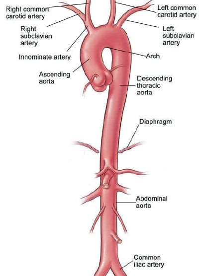 The Descending Thoracic Aorta: Function Location And Divisions | Steve Gallik