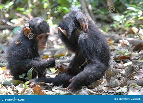 Young chimpanzees playing stock image. Image of playing - 34170713