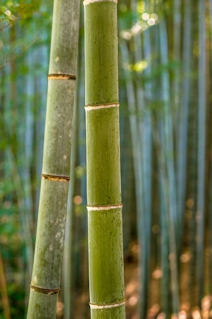 Premium Photo | Bamboo forest, Kyoto