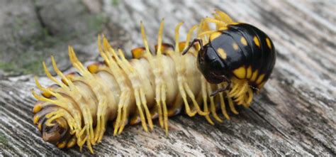 Millipede - Pest Identification for Vegetable Gardens