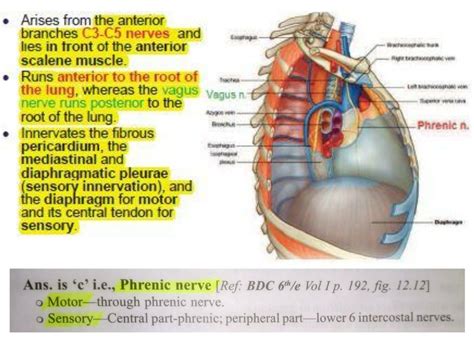 Phrenic nerve ... (*) Panch #Diaphragm | Nursing school essential ...