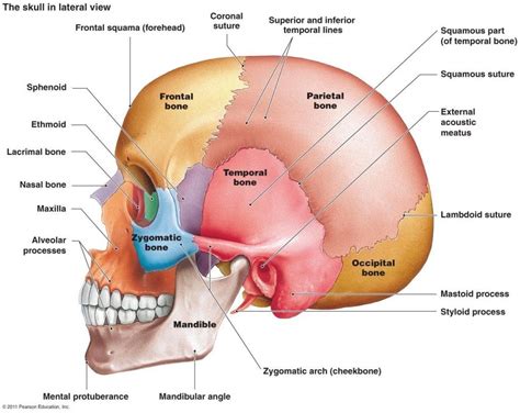 mastoid process 1 ⋆ Santa Barbara Deep Tissue - Riktr PRO Massage ...