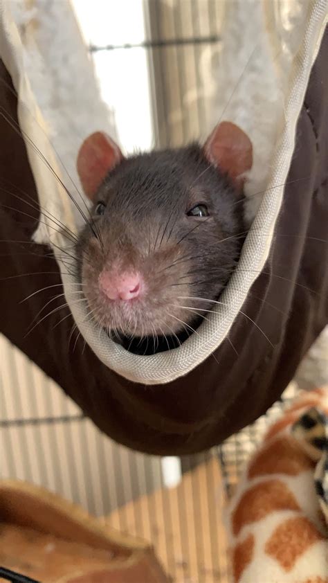 A very happy rat : r/aww