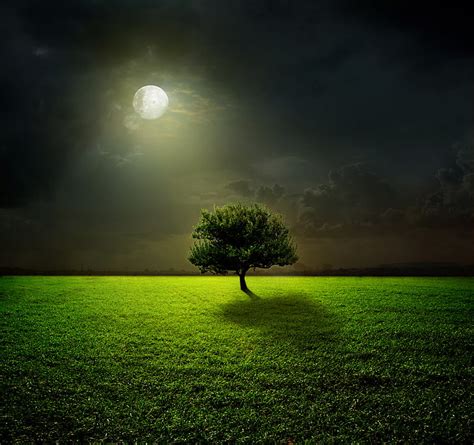 HD wallpaper: green leaf tree, moon, grass, sky, field, night, clouds, moonlight | Wallpaper Flare