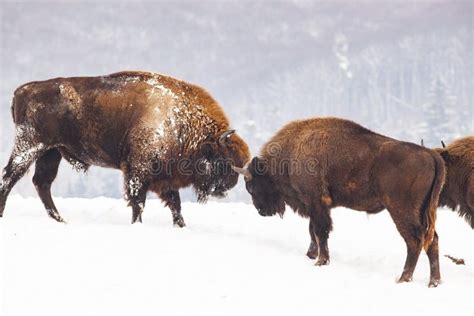 European Bison & X28;Bison Bonasus& X29; in Natural Habitat in Winter Stock Photo - Image of ...