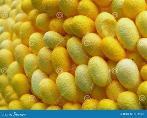 Silk worm eggs stock image. Image of insect, form, moth - 85890821