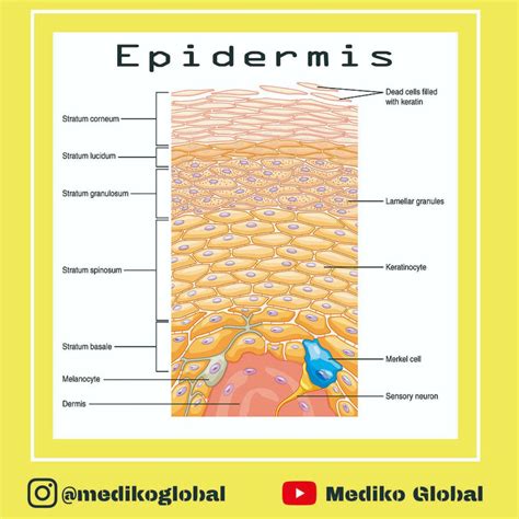 Pengantar SISTEM INTEGUMEN - Lapisan Kulit: Lapisan Epidermis - Belajar FK