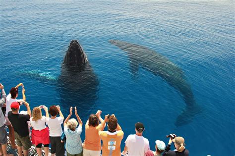 Whale Watching Tours, Hervey Bay - see the majestic humpback whales!