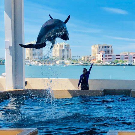 Clearwater Marine Aquarium - 2019 All You Need to Know BEFORE You Go (with Photos) - TripAdvisor