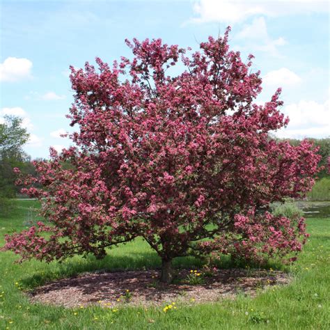 How to Grow: Crabapple- Growing and Caring for Flowering Crabapples