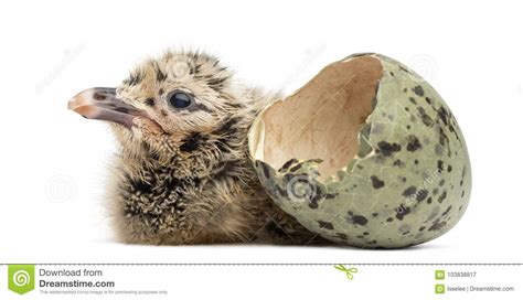 New-born Gull or Seagull with Hatched Egg, 6 Hours, Isolated on Stock Image - Image of isolated ...