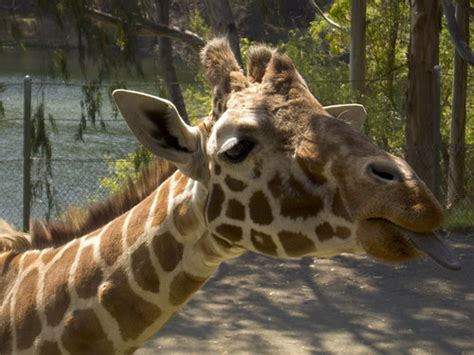 Giraffe Tongue | The Giraffe feeding platform is at giraffe … | Flickr