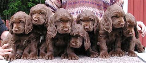 Finding Your Sussex Spaniel Puppy