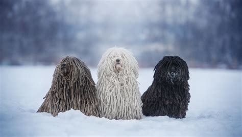 Unusual Dog Breeds: The Puli