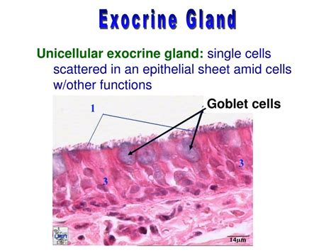 Unicellular exocrine gland histology 833720