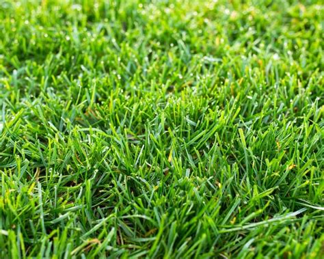 What is Tall Fescue Grass | Lawn Advice | Yates Australia