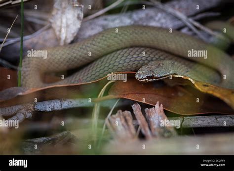 White-Lipped Snake, 1 of 3 Venomous Species of Snake on Tasmania, Australia Stock Photo - Alamy