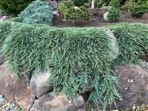 Juniperus horizontalis 'Pancake' (Creeping Juniper) | Conifer Kingdom