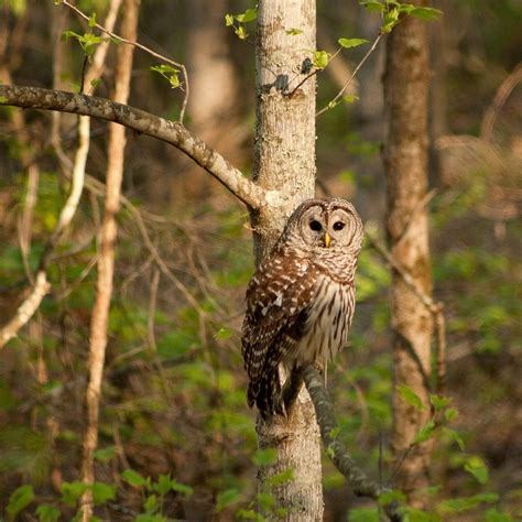 Barred Owl - Covenant Wildlife