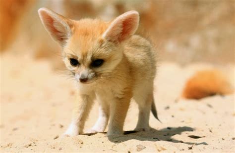 Fennec Fox | Amazing Facts & Latest Pictures | Animals Lover