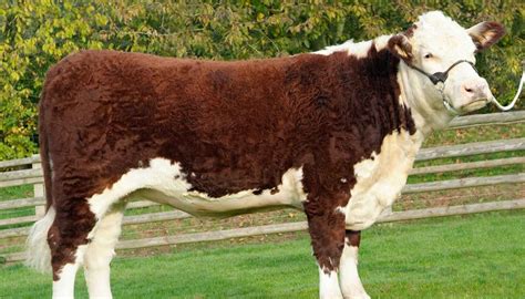 Hereford Cattle Breed – Everything You Need to Know