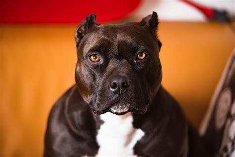 Have You Ever Seen a Pitbull with Long Hair? They Exist!