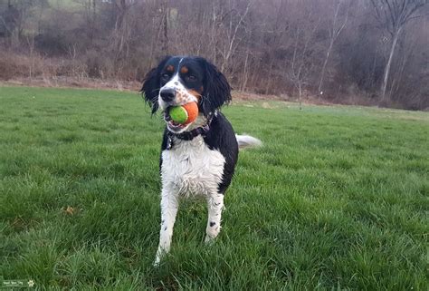 Tri Color English Springer Spaniel Female - Stud Dog in bucks county PA ...