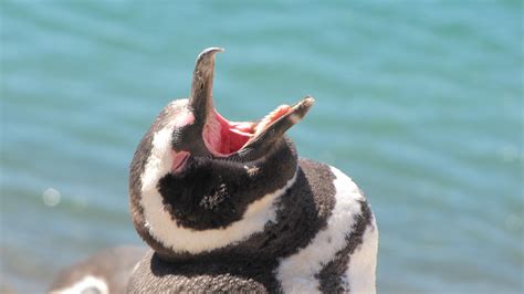 Patagonia Wildlife... by ssabbath on DeviantArt