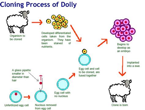 Reproductive Cloning – Islamic views on ‘creation’ of an identical copy of an organism (Ethics 1 ...