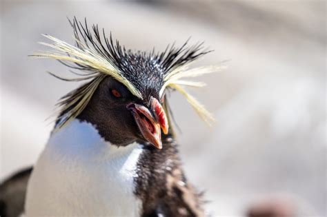 Northern Rockhopper Penguin: Is This Animal Endangered?