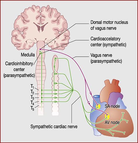 Innervation Anatomy - Anatomical Charts & Posters