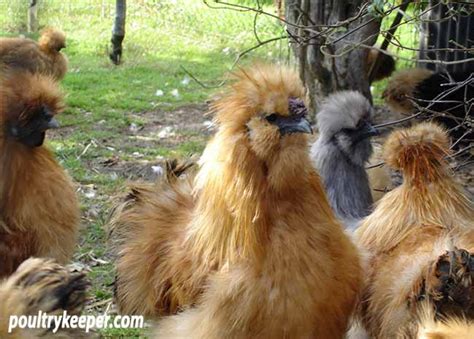 Exhibiting Silkies: Guide to The Silkie Breed Standard