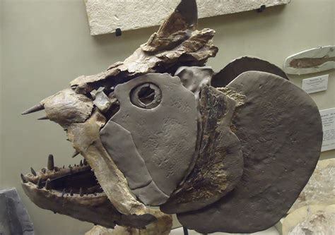 Cretaceous Fish Skull image - Free stock photo - Public Domain photo - CC0 Images