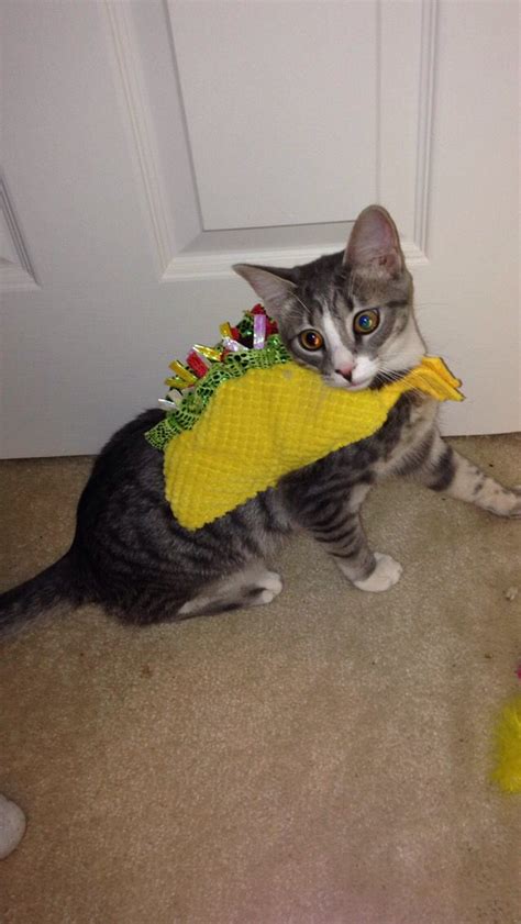 Taco Cat Costume! | Taco cat costume, Cats, Taco cat