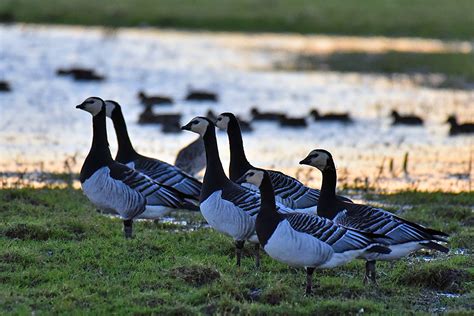 Barnacle Geese in the November afternoon light, Isle of Islay | Islay Pictures Photoblog